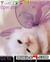 Cute cat